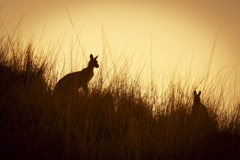 Kangaroo Silhouettes